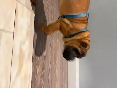 One Shar Pei remaining., View more