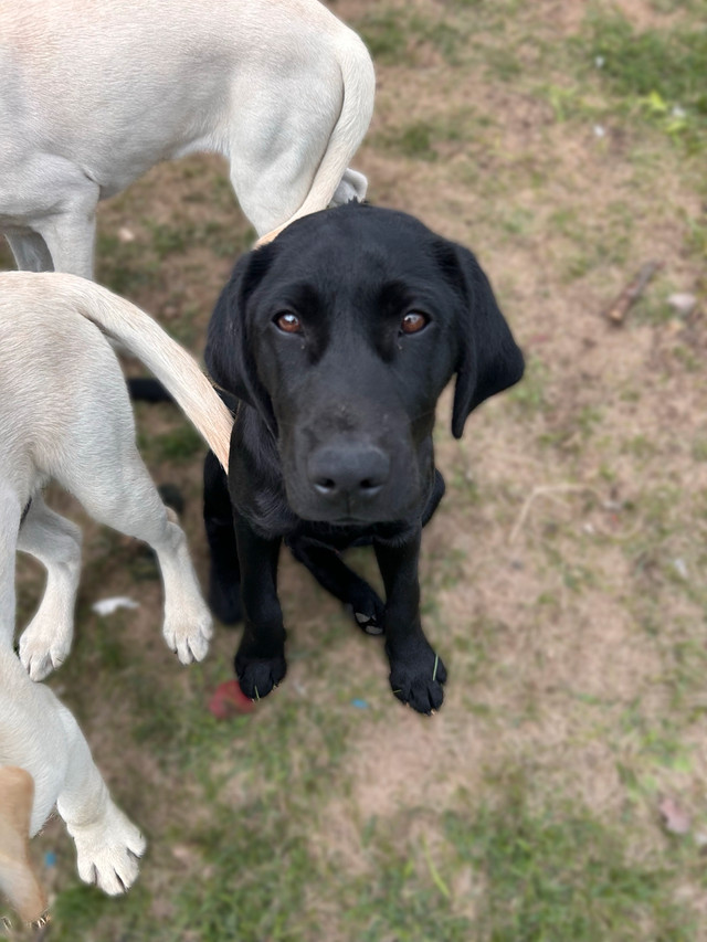 2 Male Lab Puppies  in Dogs & Puppies for Rehoming in Petawawa - Image 3