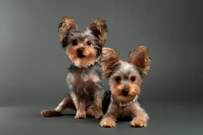 Two Adorable Female Yorkies Fully Ready For Their New Homes, View more