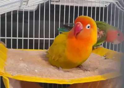 WITH 8 EGGS FEMALE & MALE LOVEBIRDS - BONDED HEALTHY LOVE BIRDS, View more