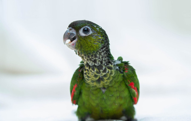 ⭐❤️❤️ CONURE ❤️❤️  BABY with Cage & Food ⭐❤️❤️ in Birds for Rehoming in Woodstock