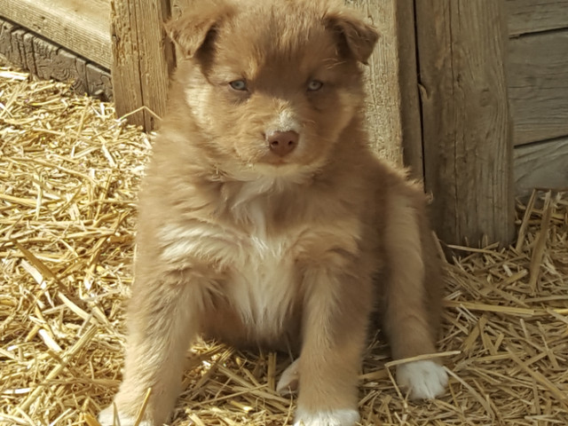 Beautiful Australian Shepherd Puppies in Dogs & Puppies for Rehoming in Barrie - Image 4