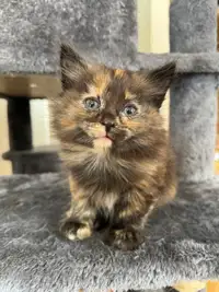 6 kittens looking for new homes 