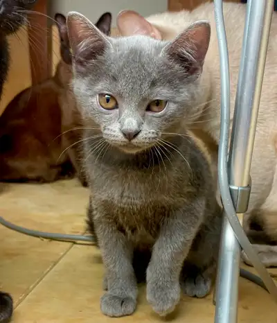 Burmese Female Kitten, View more