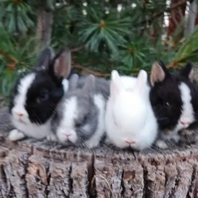 EXTRAORDINARY NETHERLAND DWARF BABY BUNNY RABBITS, View more
