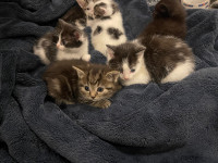 Siberian and Persian mix kittens