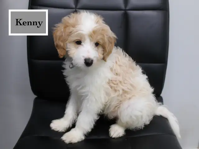WAVENY GOLDENS - F1b Mini Goldendoodles in Dogs & Puppies for Rehoming in Strathcona County - Image 4