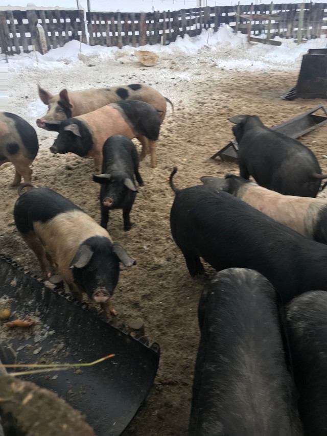 Butcher pigs! large black York X  in Livestock in Burns Lake - Image 2