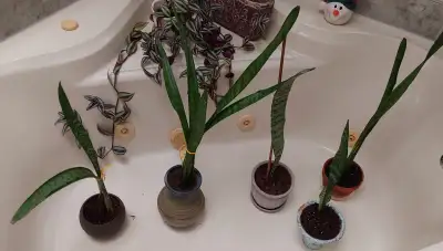 HOUSE PLANTS, View more