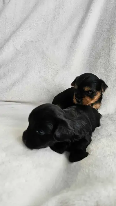 Pure breed Yorkshire terrier puppies , View more
