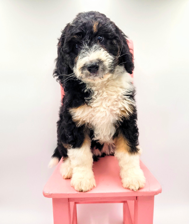 F1b Bernedoodle puppies. in Dogs & Puppies for Rehoming in Vancouver