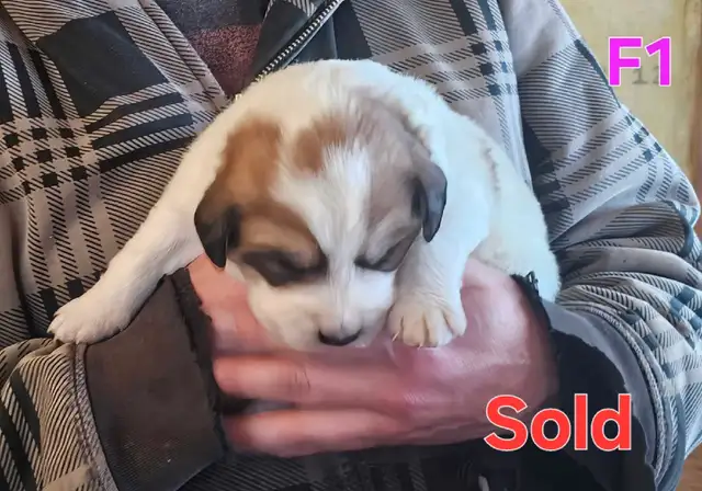 Great Bernese Puppies  **3 Left** in Dogs & Puppies for Rehoming in Edmonton - Image 7