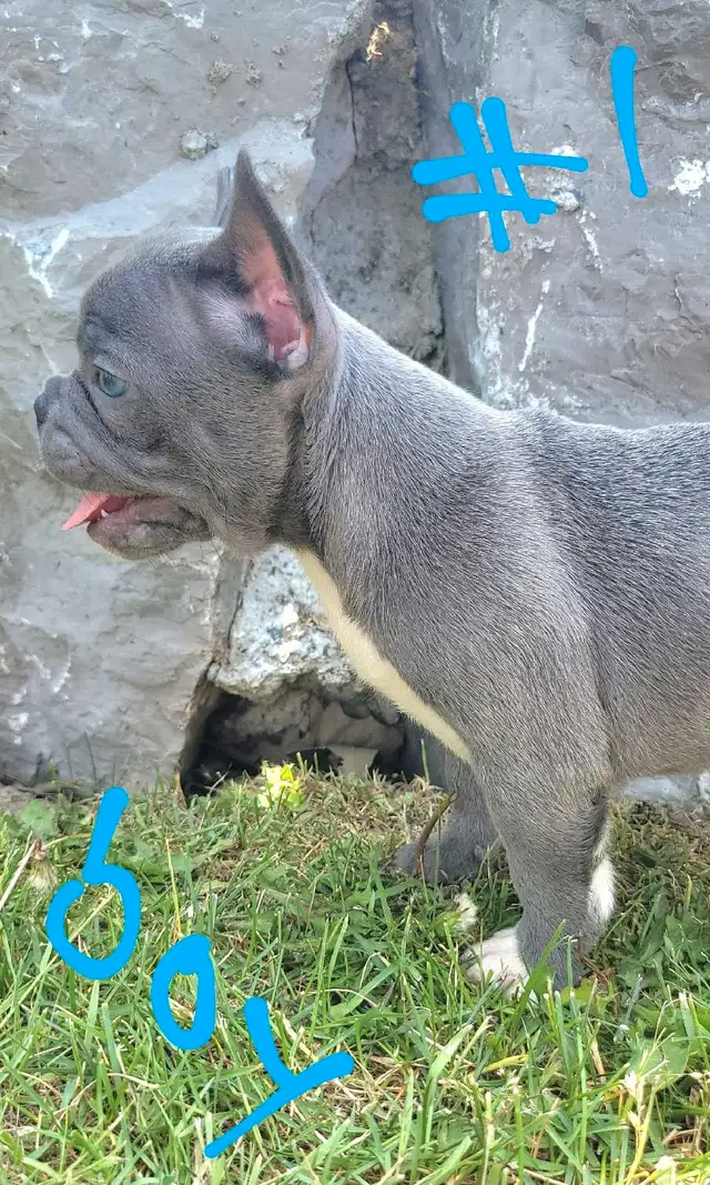 Quality French Bulldog Puppies in Dogs & Puppies for Rehoming in St. Catharines - Image 2