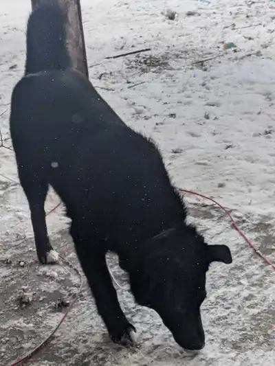 Your New Best Friend Awaits! Title: Exceptional 6-Month-Old Puppy – Smart, Faithful & Family Ready D...