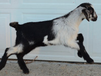 Gorgeous Nanny Nubian Alpine Cross Goat