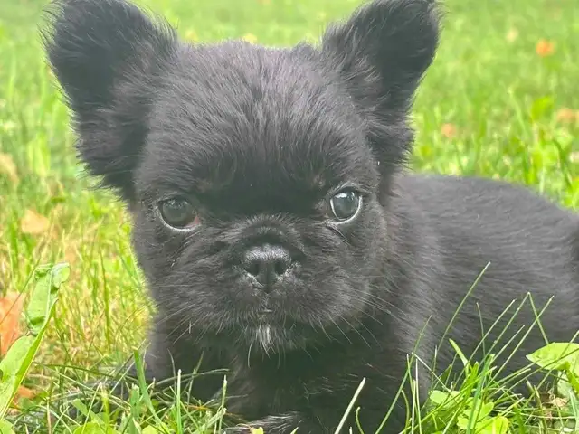 French bulldog puppy *price reduction * in Dogs & Puppies for Rehoming in City of Toronto - Image 4