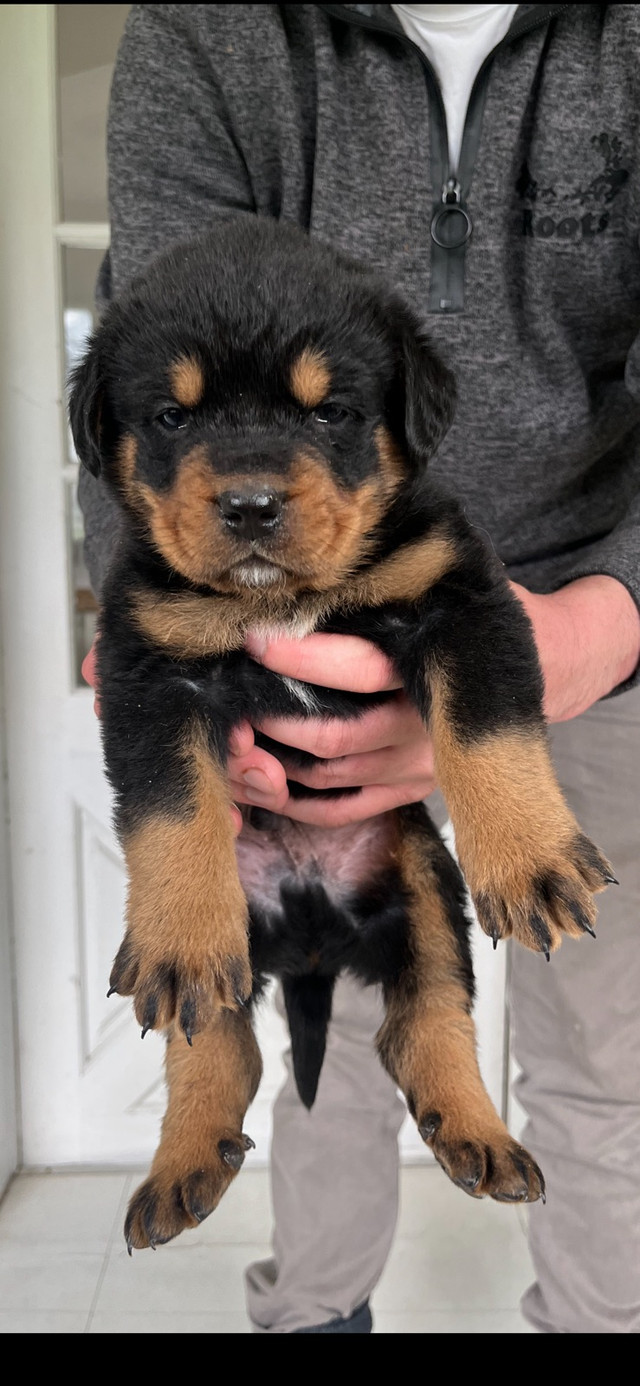 Rottweiler x Bernese Mountain Dog puppies in Dogs & Puppies for Rehoming in Oshawa / Durham Region