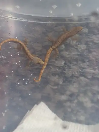 Trio of Juvenile Yellowbelly Mourning Geckos, View more