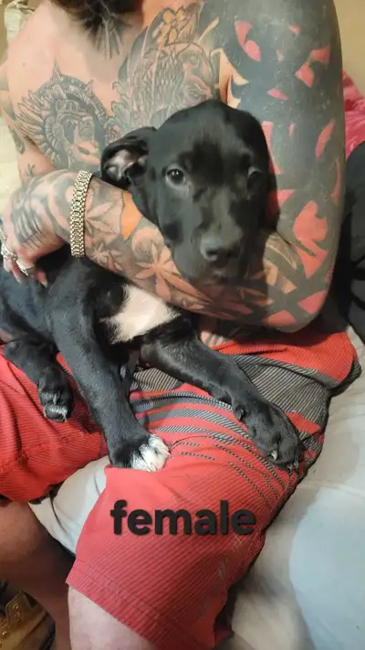 pups loving for FOREVER LOVING HOME, View more