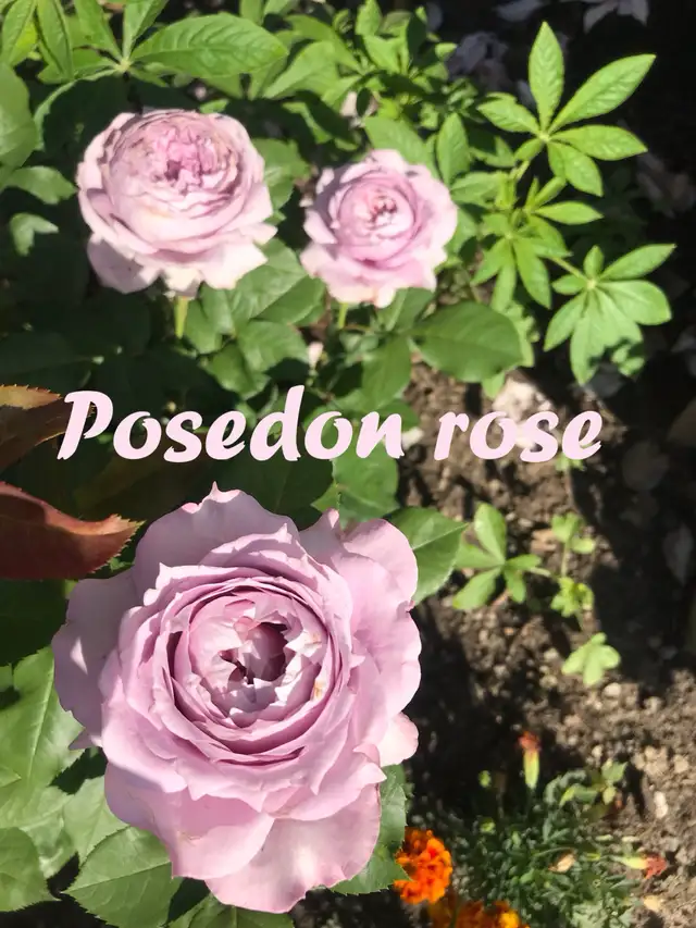 Poseidon Rose Plant in Plants, Fertilizer & Soil in Mississauga / Peel Region - Image 5