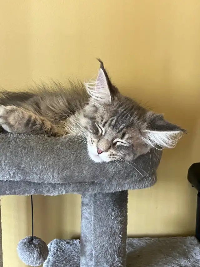 chatons mainecoon in Cats & Kittens for Rehoming in Lac-Saint-Jean - Image 3