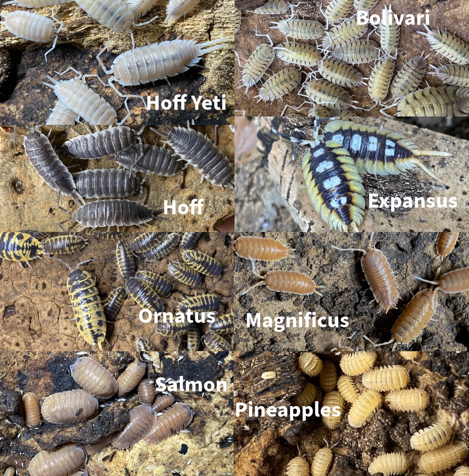 Updated Isopod List - Reduced Prices and New Pods! | Reptiles ...