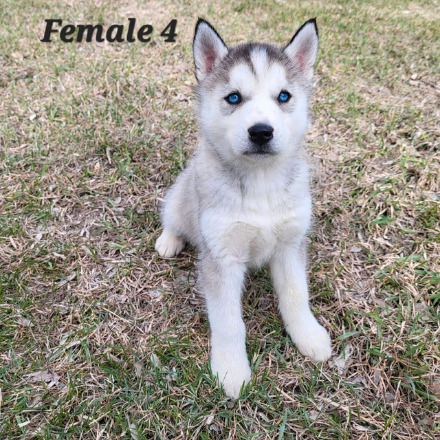 Husky Puppies  in Dogs & Puppies for Rehoming in Richmond - Image 2
