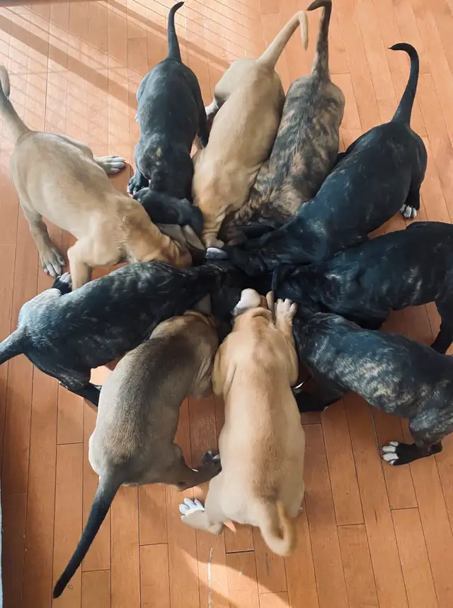 Argentino X Corso  Puppies are now  8 Weeks old ! in Dogs & Puppies for Rehoming in Barrie - Image 8