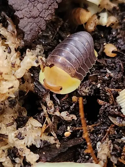 Isopods (Multiple Types), View more