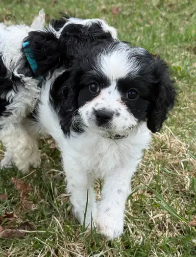 Cavapoo puppies❤️ready to leave, View more