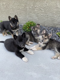Beautiful Lab/ Husky puppies 