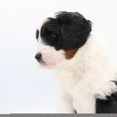 Paddington is a miniature Aussie doodle who is looking for his forever guardian home! Paddington has...