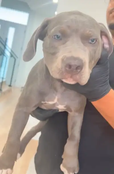 Puppies Available – Vancouver, BC, View more