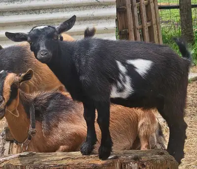 Nigerian Dwarf Goat, View more
