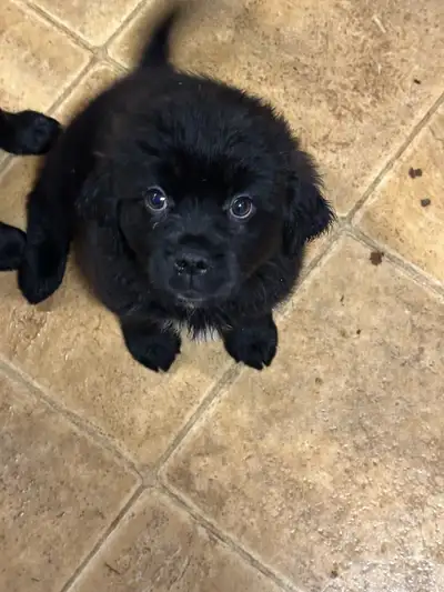 Ready Now!! Reduced price!!! Need their forever homes NOW! 1 Boy left! Golden Retriever and Bugg (Bo...