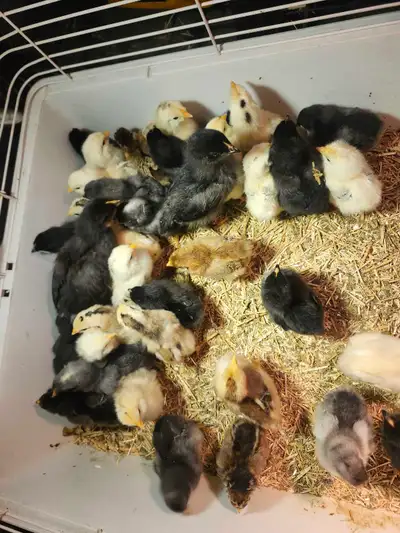 35 baby chickens (barnyard mix), View more