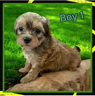 Beautiful , super social and playful puppies. Hypoallergenic. They are 3/4 poodle and 1/4 shih tzu....