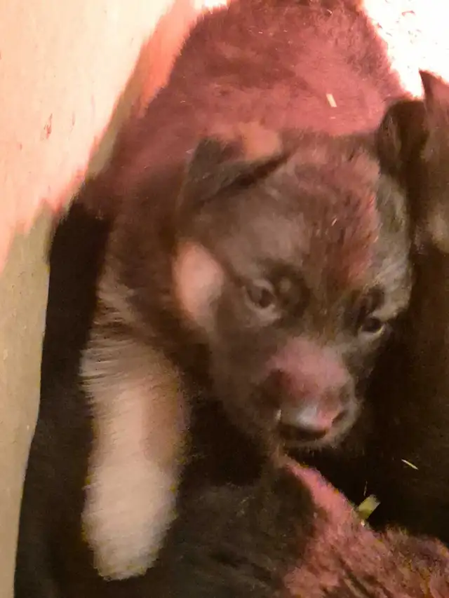 Puppies german shepherd/ Chiots berger allemand in Dogs & Puppies for Rehoming in Moncton - Image 9