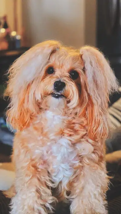 Easy and fun pet photography session, View more