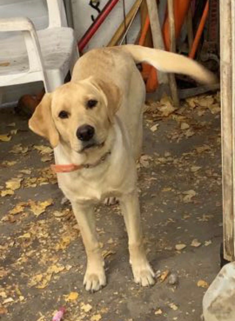 1.5 yr old female lab (papered) Dogs & Puppies for Rehoming