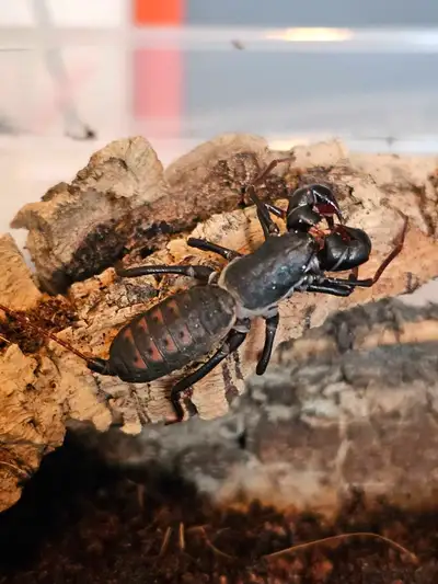 Healthy and active vinegaroons, unsexed. Easy to care for, great for beginner exotic pet keepers. Fe...
