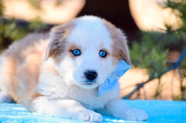 Bernese Aussie X Golden Retriever pups! in Dogs & Puppies for Rehoming in Edmonton - Image 4