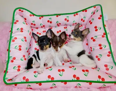 Chihuahua puppies, View more