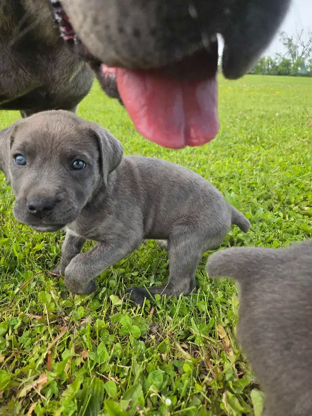 Cane Corso Puppies - 7 Weeks Old in Dogs & Puppies for Rehoming in Barrie - Image 9