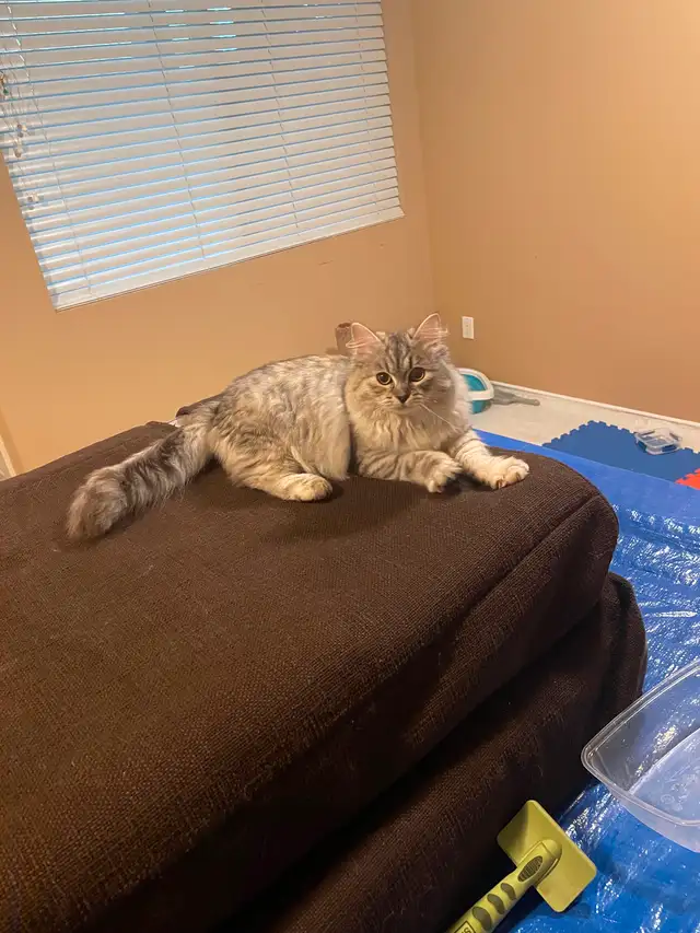 Adorable 1 year old Siberian Cat