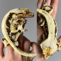 Adult Lilly White Crested Gecko (high-contrast)