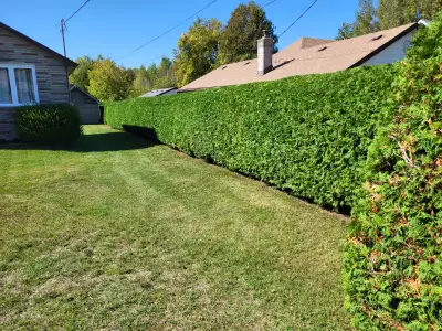 Yard cleanup, tree work, hedge trimming, outdoor odd jobs, View more