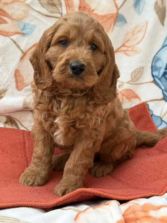 mini cockapoo puppies | Dogs & Puppies for Rehoming | City of Montréal ...