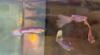 Male & female - Guppies for Rehoming