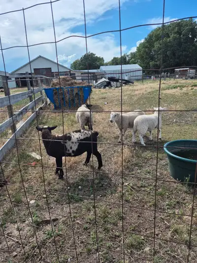 Weather lambs, View more